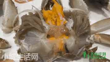 ?大闸蟹家里怎么养新手必看