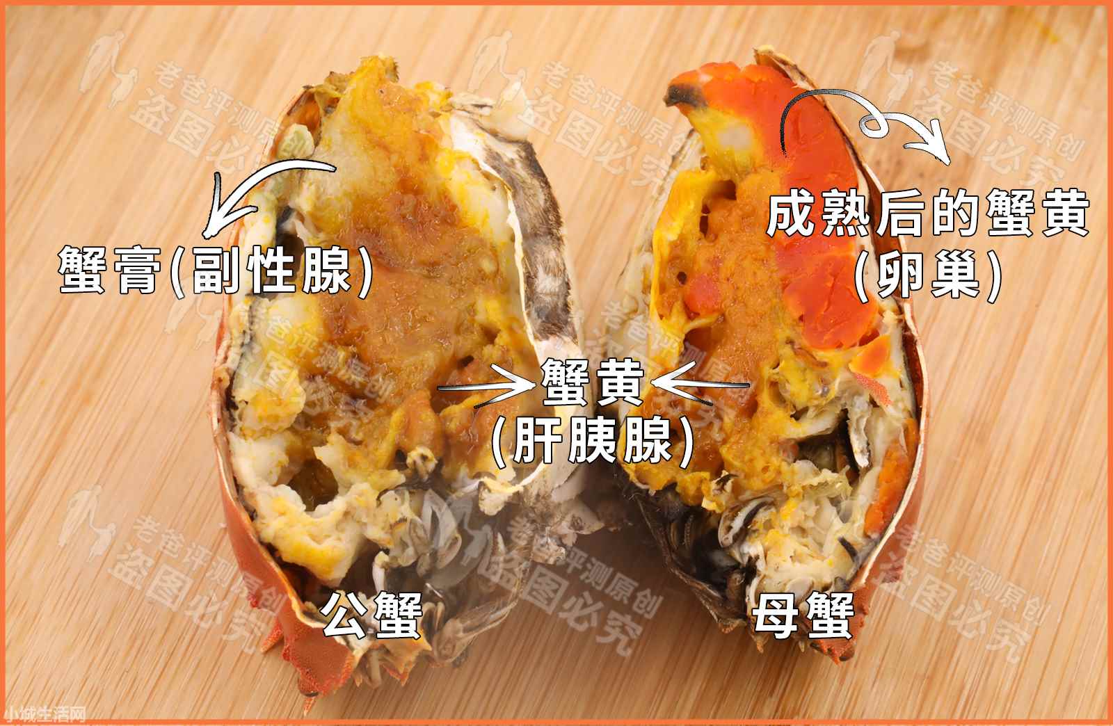 ?大闸蟹家里怎么养新手必看