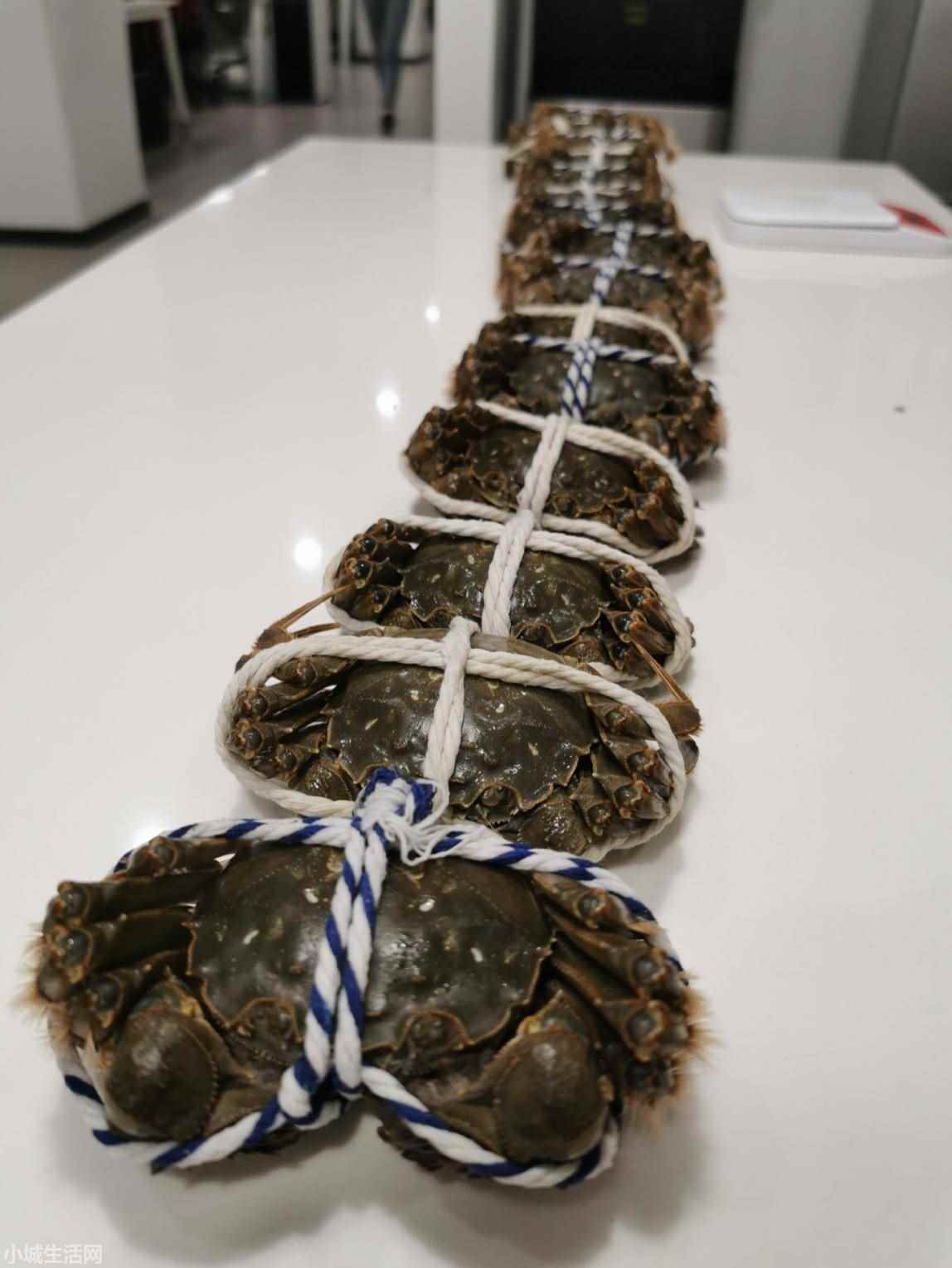 ?大闸蟹家里怎么养新手必看