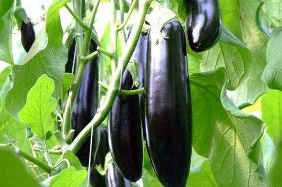 立秋吃什么传统食