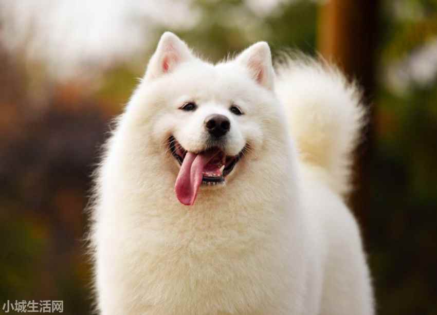 ?薩摩耶犬要怎么養忌諱什么