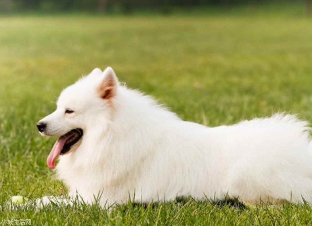 ?薩摩耶犬要怎么養忌諱什么