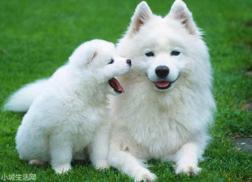 ?薩摩耶犬要怎么養忌諱什么