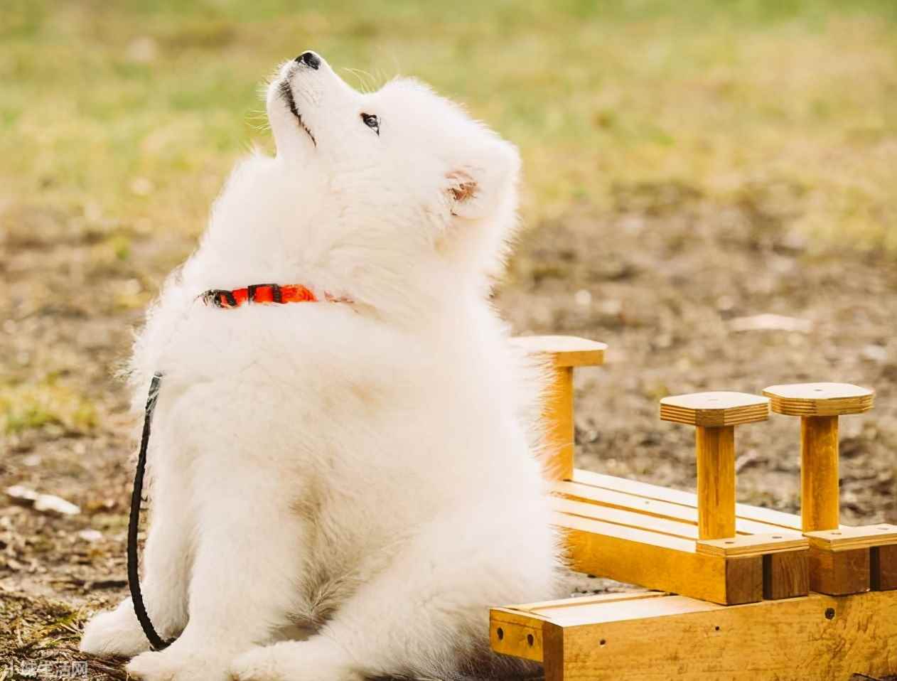 ?薩摩耶犬要怎么養忌諱什么