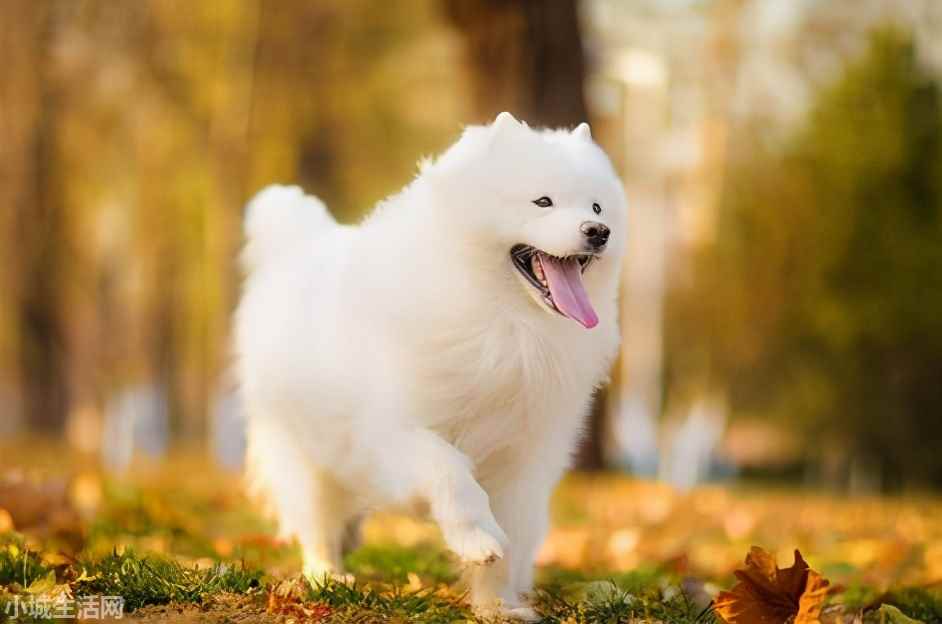 ?薩摩耶犬要怎么養忌諱什么