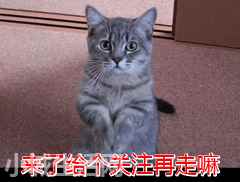 ?薩摩耶犬要怎么養忌諱什么