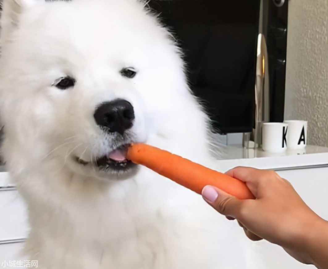 ?薩摩耶犬要怎么養忌諱什么