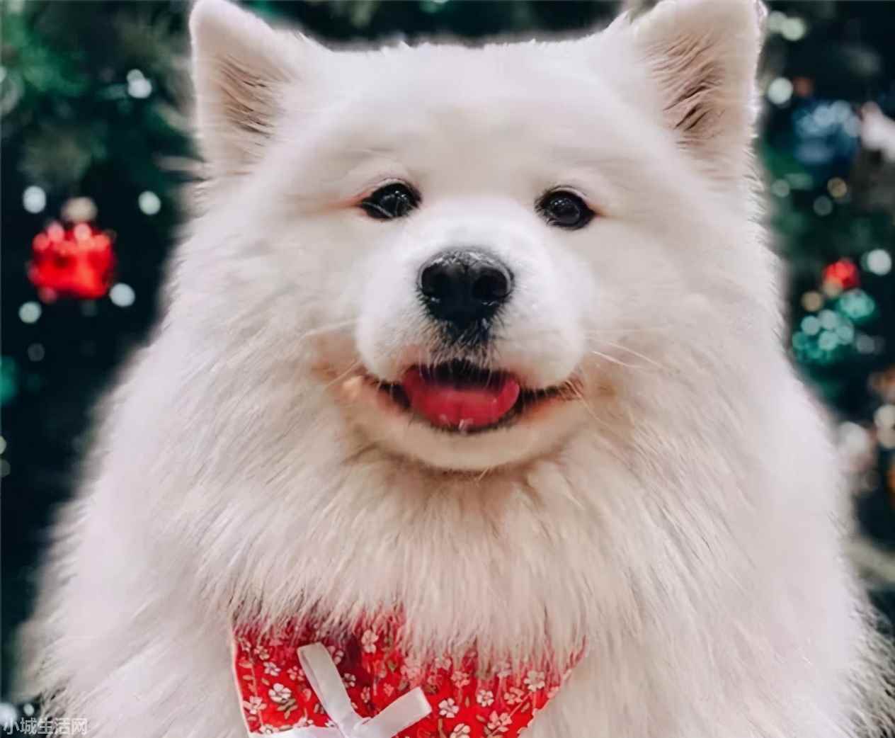 ?薩摩耶犬要怎么養忌諱什么