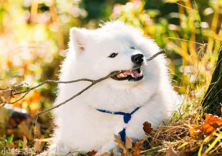 ?薩摩耶犬要怎么養忌諱什么