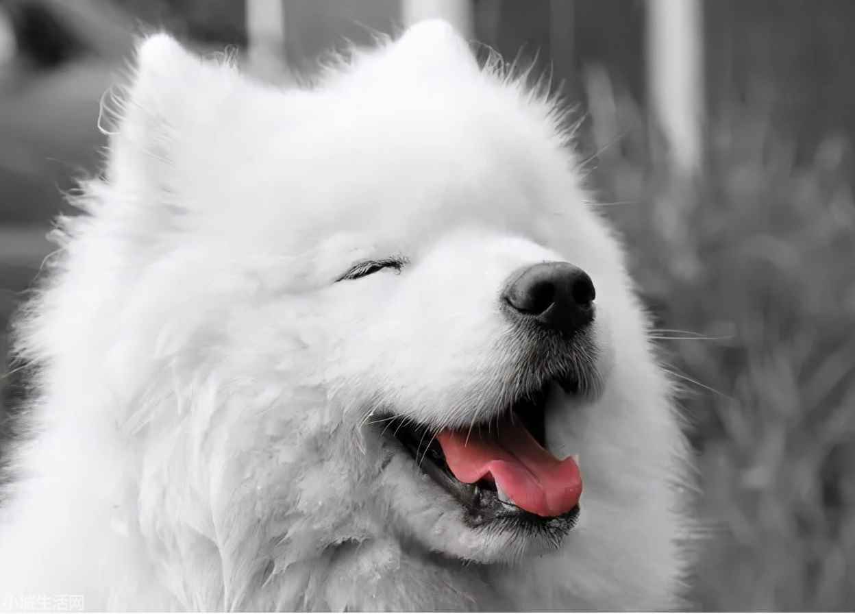 ?薩摩耶犬要怎么養忌諱什么