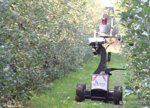 国内苹果种植能规模化吗？需要什么样的农机？请指点？