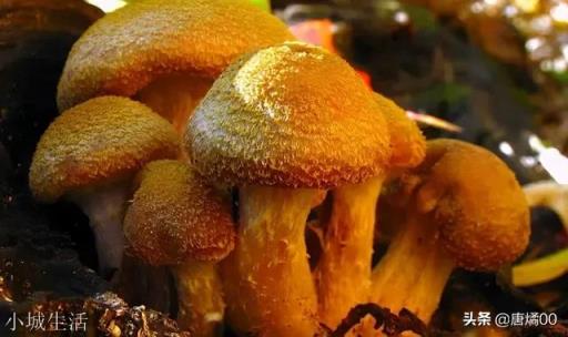 古代起义先占领哪个省可最快夺天下？