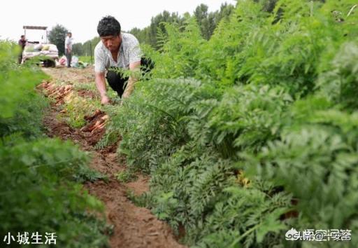 香樟叶片上有白点，慢慢死，是什么病，见下图？