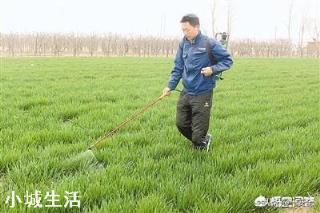 香樟叶片上有白点，慢慢死，是什么病，见下图？