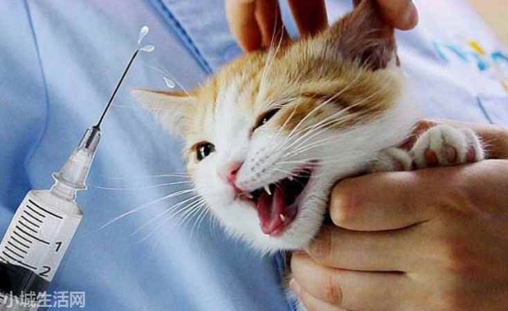 田园猫品种猫怎么养需要注意什么