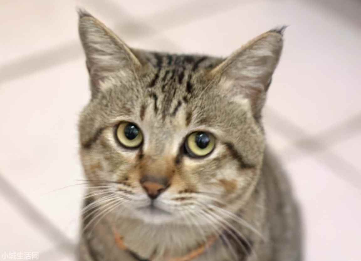 田园猫品种猫怎么养需要注意什么
