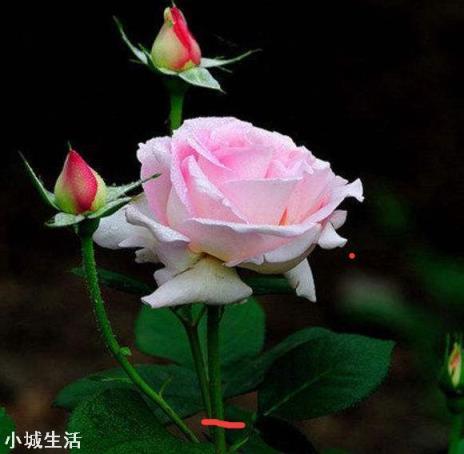 月季花怎么养可以月月爆盆？