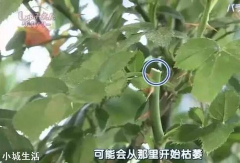 月季花怎么养可以月月爆盆？