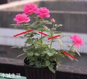 月季花怎么养可以月月爆盆？