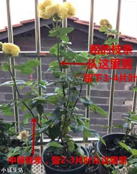 月季花怎么养可以月月爆盆？