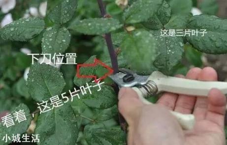 月季花怎么养可以月月爆盆？