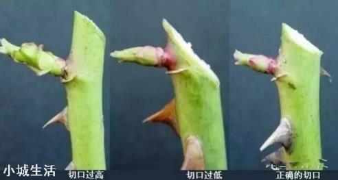 月季花怎么养可以月月爆盆？