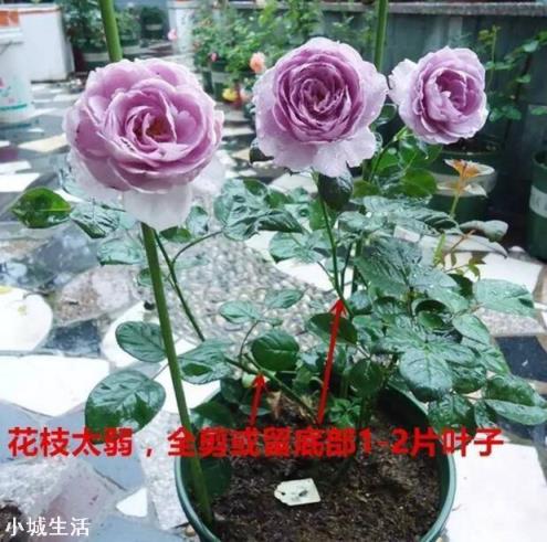 月季花怎么养可以月月爆盆？