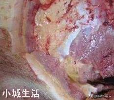 发现猪膘是黄色的，其它都正常，能吃吗？
