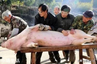 发现猪膘是黄色的，其它都正常，能吃吗？