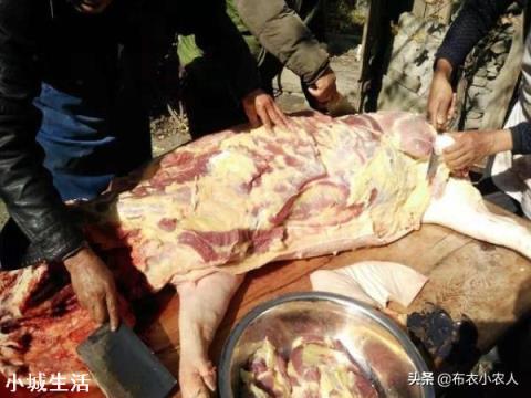 发现猪膘是黄色的，其它都正常，能吃吗？