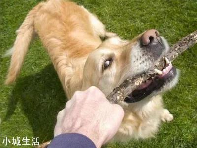 狗有哪些弱点？若被流浪狗攻击，该如何脱险？