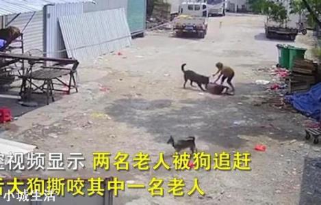 狗有哪些弱点？若被流浪狗攻击，该如何脱险？