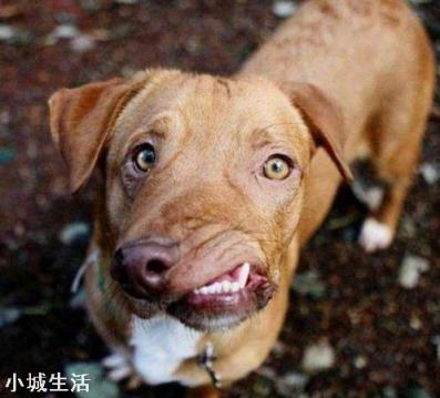 狗有哪些弱点？若被流浪狗攻击，该如何脱险？
