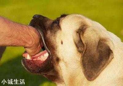 狗有哪些弱点？若被流浪狗攻击，该如何脱险？