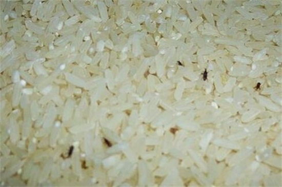 大米生白色虫子能吃吗