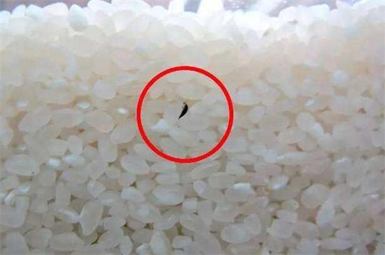 大米生白色虫子能吃吗