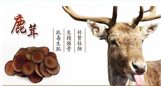 鹿茸的功效與作用及吃法