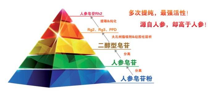 人参皂苷Rg3吃进肚子竟消失了!它去了哪里?