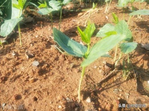 在农村里育秧苗,都是说的几叶几芯,为什么都没有人说多少天秧龄?