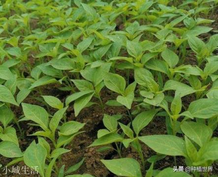 在农村里育秧苗,都是说的几叶几芯,为什么都没有人说多少天秧龄?