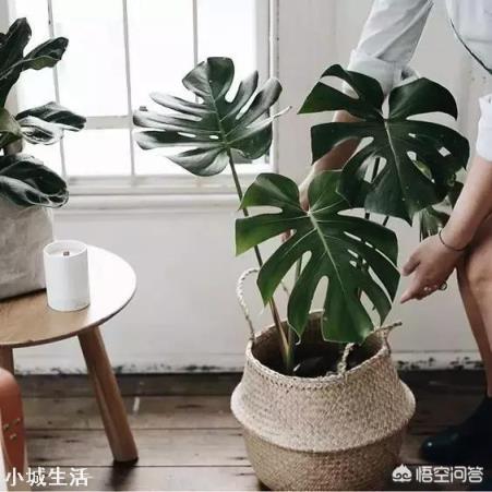 北欧风格太过简美,怎样搭配装饰摆件?