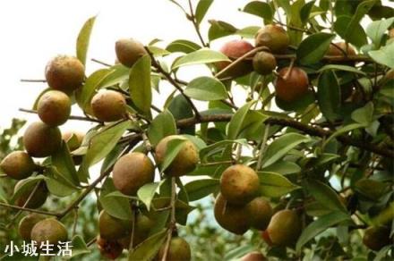 一亩油茶3年以后利润有多少?为什么?