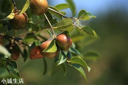 一亩油茶3年以后利润有多少?为什么?