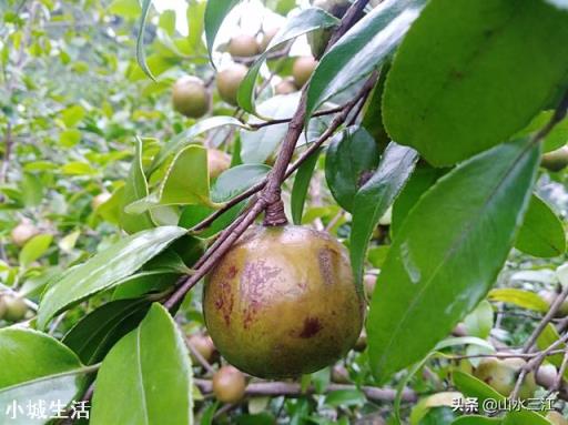 一亩油茶3年以后利润有多少?为什么?