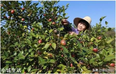 一亩油茶3年以后利润有多少?为什么?