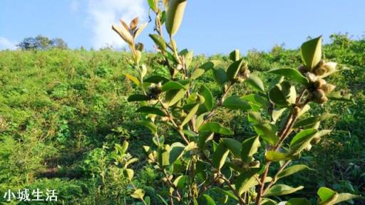 一亩油茶3年以后利润有多少?为什么?