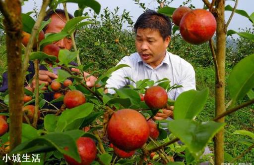 一亩油茶3年以后利润有多少?为什么?