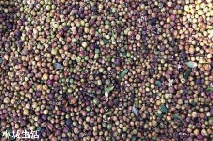 一亩油茶3年以后利润有多少?为什么?