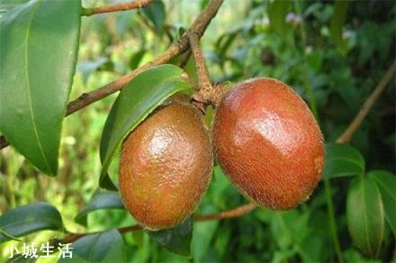 一亩油茶3年以后利润有多少?为什么?