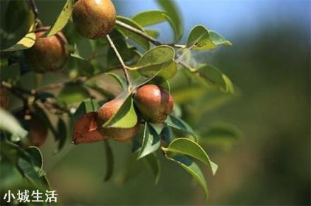 一亩油茶3年以后利润有多少?为什么?
